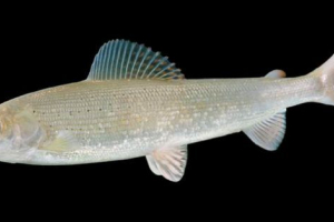 Байкал білий харіус Байкал білий харіус